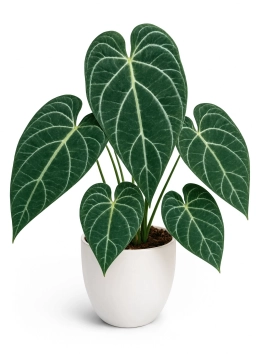 Anthurium — Botrytis Grey Mould on Soft Tissue