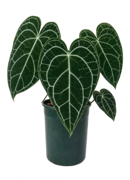 Anthurium — Leaf Rust — Pustules on Undersides