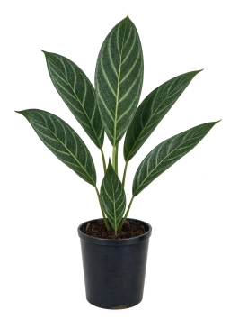 Anthurium — Bacterial Blight — Xanthomonas on Anthurium