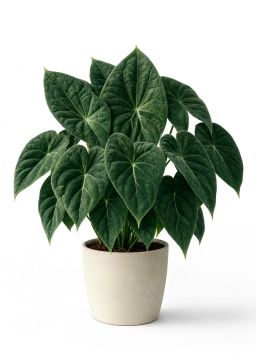 Anthurium — Bacterial Soft Rot — Erwinia & Pectobacterium