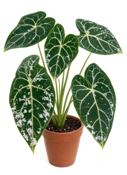 Anthurium — Cucumber Mosaic Virus — Mottling & Distortion