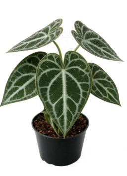 Anthurium — Tomato Spotted Wilt & Ringspot — Thrips-Vectored Virus