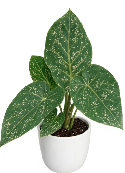 Anthurium — Cold Draught & Chilling Injury