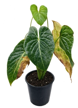 Anthurium — Heat Stress & Leaf Curling