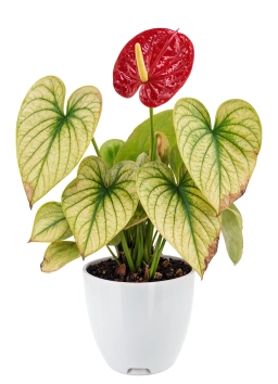 Anthurium — Poor Airflow — Weak Stems & Disease Pressure