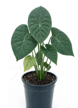Anthurium — Transplant & Acclimation Shock
