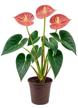 Anthurium — Temperature Fluctuation Leaf Drop