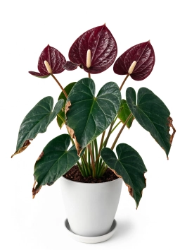Anthurium — Crinkled New Leaves & Stuck Leaf Syndrome