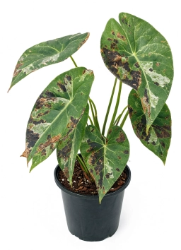 Anthurium — Potassium Deficiency — Marginal Scorch