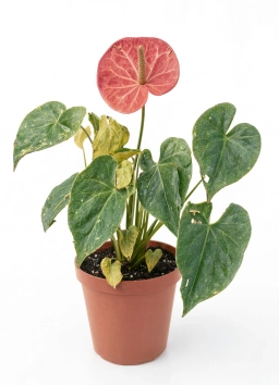 Anthurium — Calcium Deficiency — Deformed New Leaves