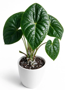 Anthurium — Fertiliser Burn — Nutrient Toxicity