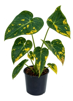 Anthurium — Salt Crust & EC Build-Up in Substrate