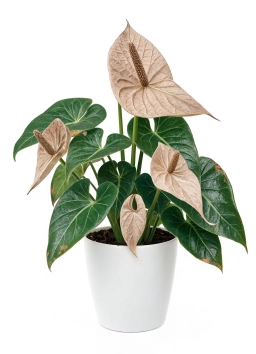 Anthurium — Inconsistent Watering — Boom-Bust Cycle