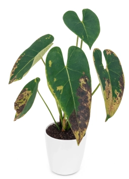 Anthurium — Compacted, Anaerobic Substrate