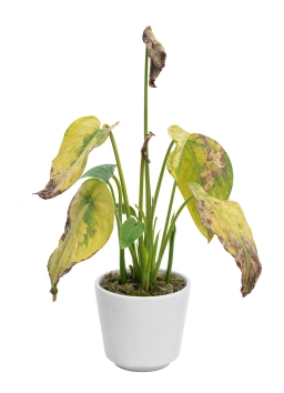 Anthurium — Substrate pH Lock-Out