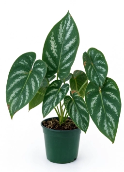 Anthurium — Snapped Petioles & Top-Heavy Collapse