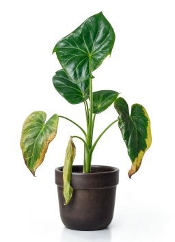 Anthurium — Weak Water-Propagated Roots Failing to Transition