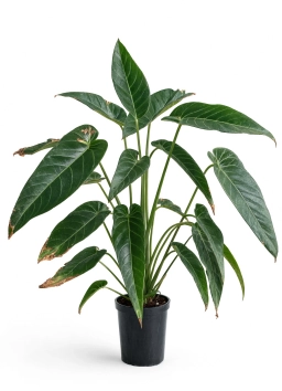Anthurium — Anthurium Spathe Browning — Age, Low Humidity or Thrips Damage