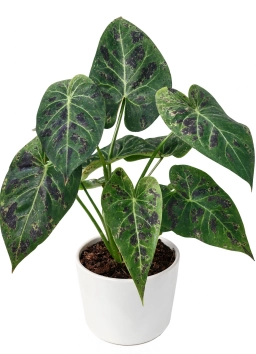 Anthurium — Anthurium Not Flowering — Low Light, Rootbound or Nutrient Imbalance
