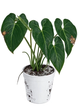 Anthurium — Phosphorus Deficiency — Purple-Tinted Leaves & Stunted Growth