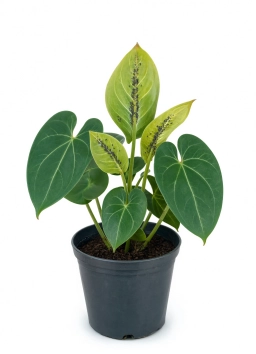 Anthurium — Zinc Deficiency — Small, Distorted New Leaves & Shortened Internodes