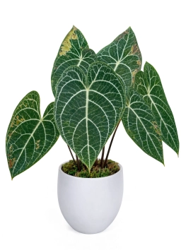 Anthurium — LED Grow Light Burn — Bleaching & Necrosis from Artificial Light