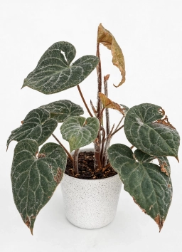 Anthurium — Root-Bound Stress — Impacted Root System in Undersized Pot