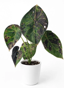Anthurium — Repotting Shock — Post-Transplant Wilting & Stress Response