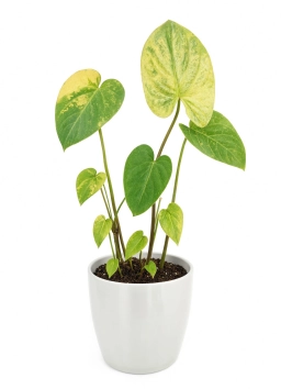 Anthurium — Black Leaf Tips — Cold Injury, Chemical Burn or Severe Dehydration