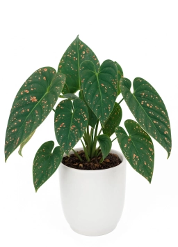 Anthurium — Leaf Miner Damage — Tunnelling Larvae Inside Leaf Tissue