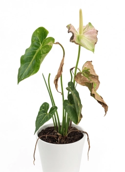 Anthurium — Eriophyid Mite Damage — Russet Mites & Microscopic Feeding Injury