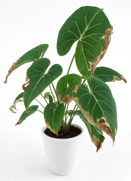 Anthurium — Manganese Deficiency — Young Leaf Interveinal Chlorosis & Pale New Growth
