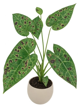 Anthurium — Chloramine Water Toxicity — Tip Burn Resistant to Standard Fixes
