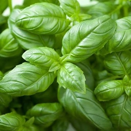 Basil care guide