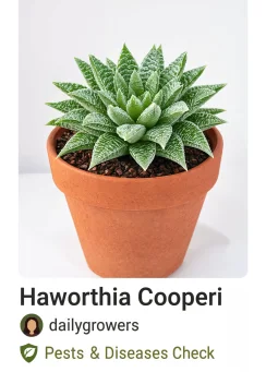 Root Rot — Pythium & Phytophthora Infection — calathea plant care