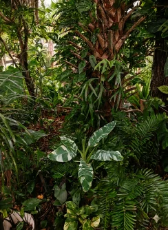 Brown, Crispy Leaf Tips — Low Humidity & Salt Stress — calathea plant care