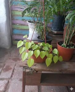 Bacterial & Fungal Leaf Spot — Xanthomonas & Cercospora spp. — calathea plant care