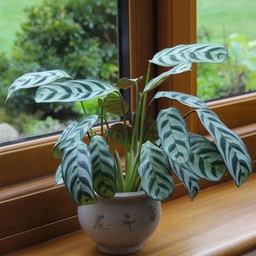 Stem & Crown Rot — Botrytis & Fusarium spp. — calathea plant care