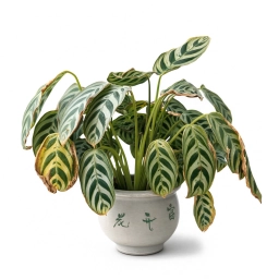 Sun Scorch & Leaf Bleaching — Photooxidative Damage — calathea plant care