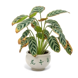 Calathea — Interveinal Chlorosis — Iron or Magnesium Deficiency