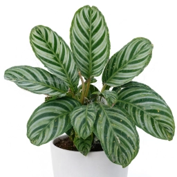 Calathea Leaf Curling — Underwatering, Low Humidity or Heat Stress — calathea plant care