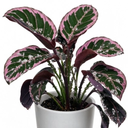 Calathea — Sun Scorch & Leaf Bleaching — Photooxidative Damage