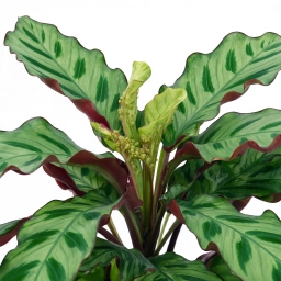 Calathea — Fungus Gnats — Bradysia spp. Larvae in Substrate