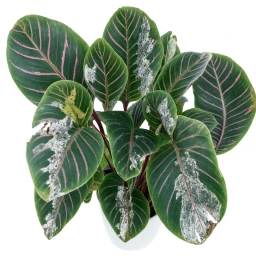 Calathea