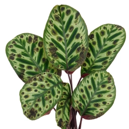 Calathea — Cold Draught & Chilling Injury