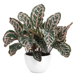Calathea — Poor Airflow — Weak Stems & Disease Pressure