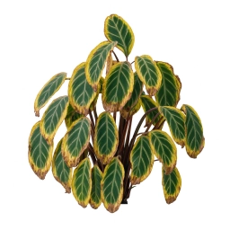Calathea — Transplant & Acclimation Shock
