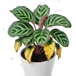 Calathea — Crinkled New Leaves & Stuck Leaf Syndrome