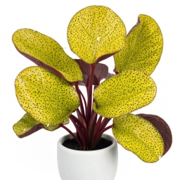 Calathea — Fertiliser Burn — Nutrient Toxicity