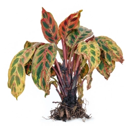 Calathea — Salt Crust & EC Build-Up in Substrate